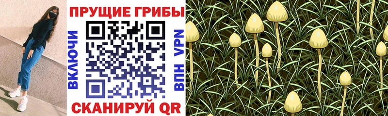 Галлюциногенные грибы Cubensis Юрьевец